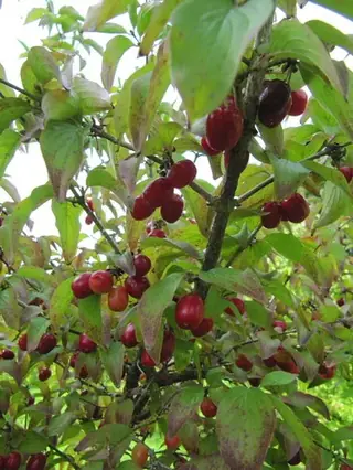 Cornelian Cherry Dogwood (Cornus mas), fall color