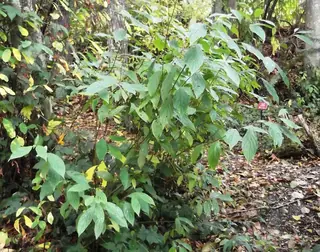 Red twig / red osier dogwood (Cornus sericea), fall color