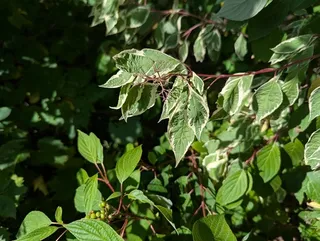 Red twig / red osier dogwood (Cornus sericea) — mature form