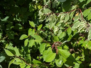 Red twig / red osier dogwood (Cornus sericea) — foliage