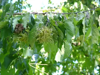 Hazelnut, Turkish Filbert/Hazelnut (Corylus colurna), bloom