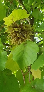 Hazelnut — Turkish Filbert/Hazelnut (Corylus colurna) — mature form