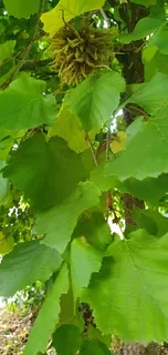 Hazelnut — Turkish Filbert/Hazelnut (Corylus colurna) — foliage