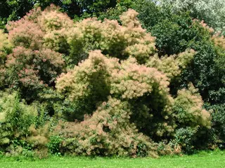 Smoke bush / smoke tree (Cotinus coggygria), bloom