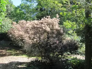 Smoke bush / smoke tree (Cotinus coggygria), foliage