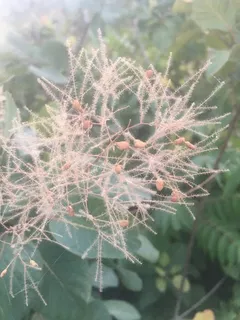 Smoke bush / smoke tree (Cotinus coggygria) — mature form