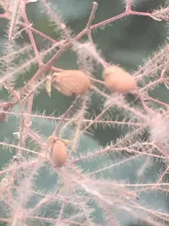 Smoke bush / smoke tree (Cotinus coggygria) — foliage
