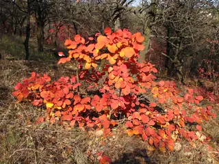 Smoke bush / smoke tree