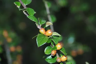 Cranberry cotoneaster