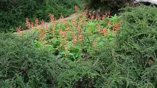 Cranberry cotoneaster (Cotoneaster apiculatus), habit