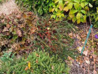 Cranberry cotoneaster (Cotoneaster apiculatus), foliage