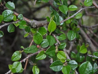 Cranberry cotoneaster (Cotoneaster apiculatus) — mature form