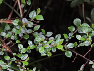 Cranberry cotoneaster (Cotoneaster apiculatus) — foliage