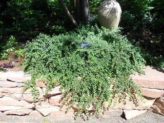 Cranberry cotoneaster