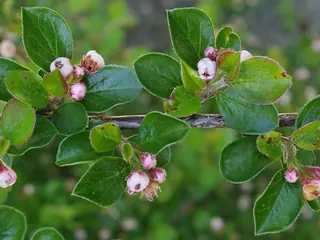 Sungari redbead cotoneaster