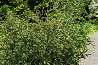 Sungari redbead cotoneaster (Cotoneaster racemiflorus var. soongoricus) — mature form