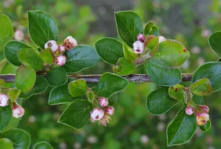Sungari redbead cotoneaster (Cotoneaster racemiflorus var. soongoricus) — foliage
