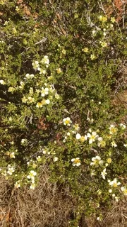 Cliff rose