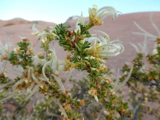 Cliff rose (Cowania mexicana) — mature form