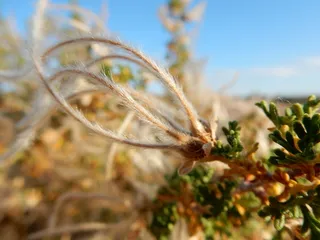 Cliff rose (Cowania mexicana) — foliage