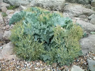 Curly-Leaf Sea Kale (Crambe maritima)