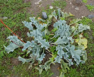 Curly-Leaf Sea Kale (Crambe maritima) — mature form