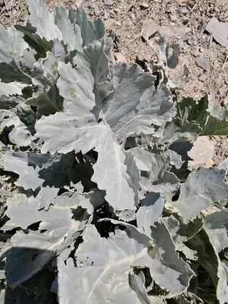Curly-Leaf Sea Kale (Crambe maritima) — foliage
