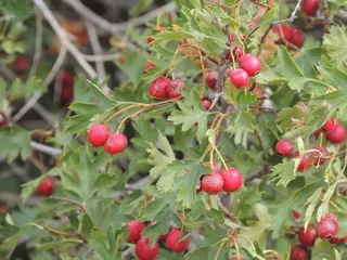 Hawthorn — Russian (Crataegus ambigua) — mature form