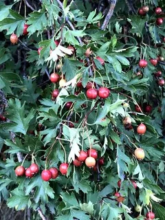 Hawthorn — Russian (Crataegus ambigua) — foliage
