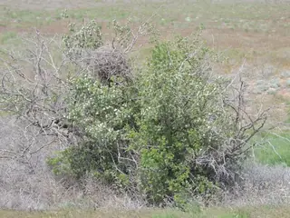 Russian Hawthorn (Crataegus ambigua), foliage