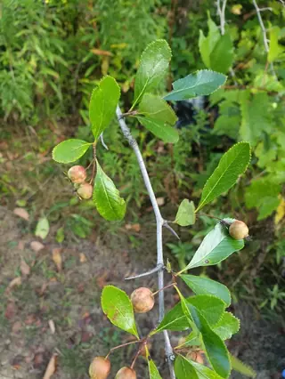 Hawthorn — Cockspur var. inermis