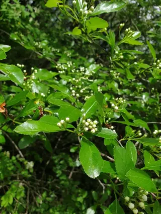 Hawthorn — Cockspur var. inermis (Crataegus crus-galli) — mature form