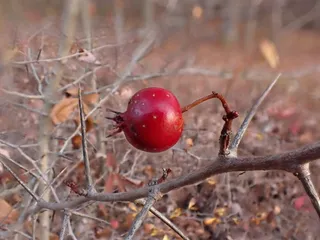 Hawthorn — Cockspur var. inermis (Crataegus crus-galli) — foliage