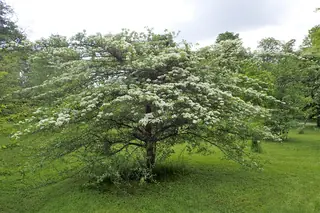 Hawthorn — Cockspur var. inermis