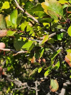 Hawthorn — River/Douglas (Crataegus douglasii) — foliage