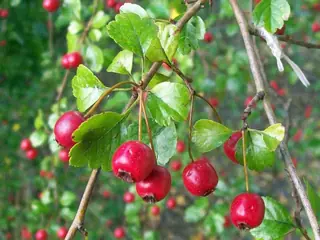 Hawthorn — English – 'Crimson Cloud'