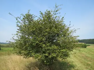 Hawthorn — English – 'Crimson Cloud' (Crataegus laevigata) — mature form