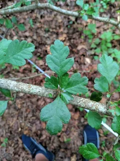 Hawthorn — English – 'Crimson Cloud' (Crataegus laevigata) — foliage