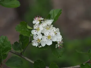 Hawthorn — English – 'Crimson Cloud' (Crataegus laevigata) — bloom