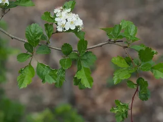 Hawthorn — English – 'Crimson Cloud' (Crataegus laevigata) — fall color