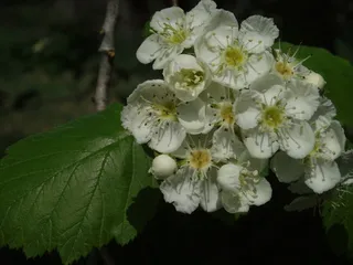 Hawthorn — Downy