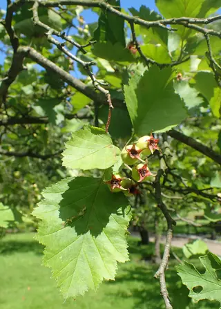 Downy Hawthorn (Crataegus mollis), mature form