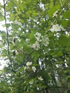 Hawthorn — Downy (Crataegus mollis) — mature form