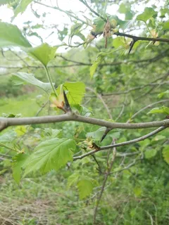 Hawthorn — Downy (Crataegus mollis) — foliage
