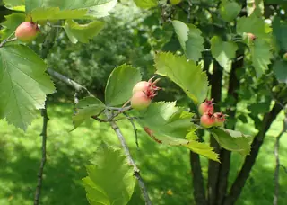 Downy Hawthorn (Crataegus mollis), habit