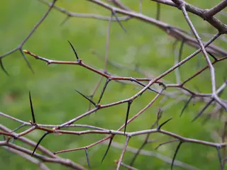 Downy Hawthorn (Crataegus mollis), foliage