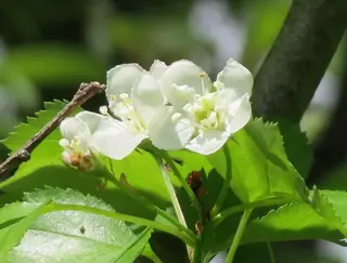 Hawthorn — Washington