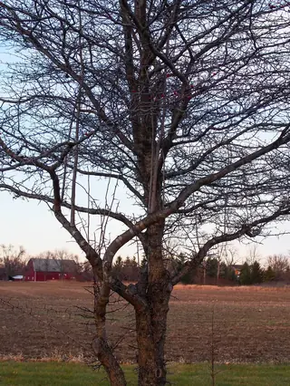 Washington Hawthorn (Crataegus phaenopyrum), mature form