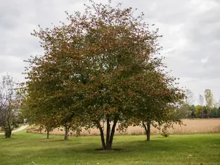Hawthorn — Washington