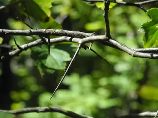 Hawthorn — Washington (Crataegus phaenopyrum) — mature form